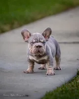 Billy Boots , a male French Bulldog for sale in Pomona, CA – 2 of 5
