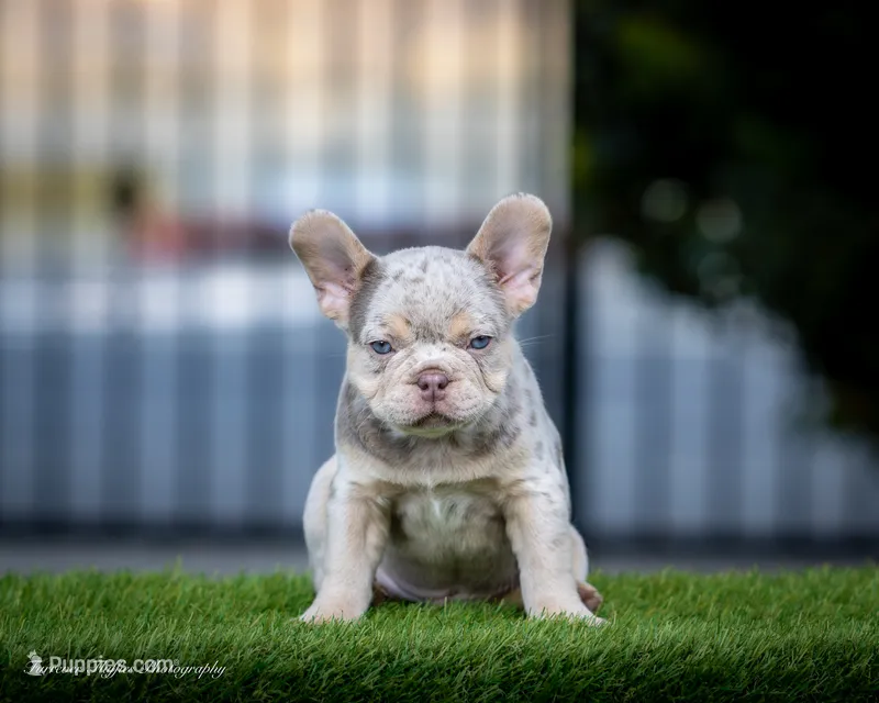 Whiskey Pete – French Bulldog puppy for sale in Pomona, CA