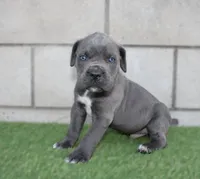 Kong, a male Cane Corso for sale in Pomona, CA – Photo 2 of 4