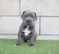 Kong, a male Cane Corso for sale in Pomona, CA – Photo 1 of 4