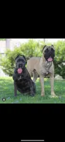 Kong, a male Cane Corso for sale in Pomona, CA – Photo 3 of 4