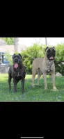 Kong, a male Cane Corso for sale in Pomona, CA – Photo 4 of 4