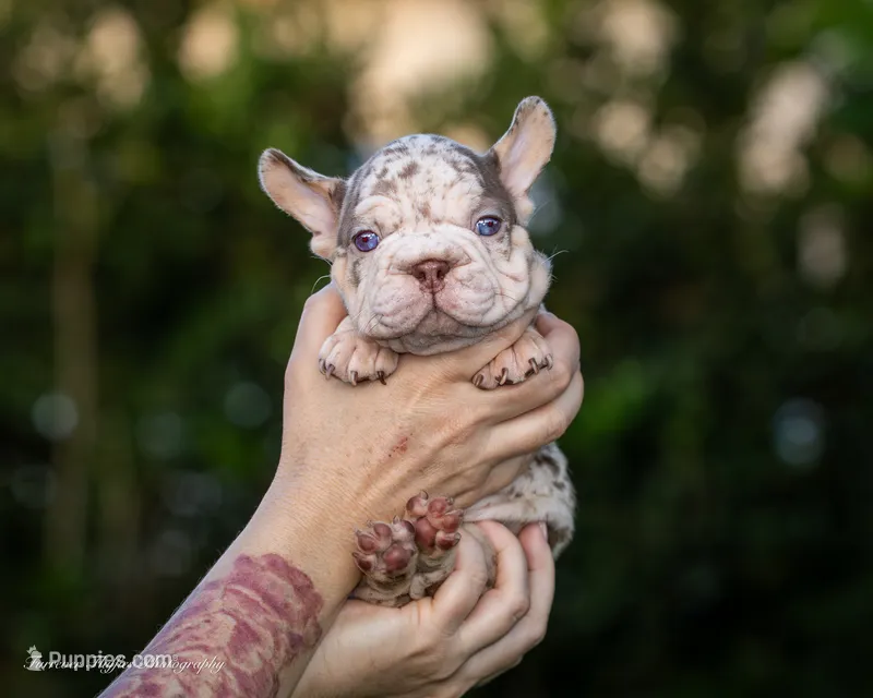 Copper Jack – French Bulldog puppy for sale in Pomona, CA