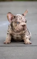 Copper Jack, a male French Bulldog for sale in Pomona, CA – 3 of 4