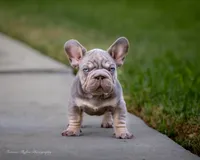 Billy Boots , a male French Bulldog for sale in Pomona, CA – 3 of 5
