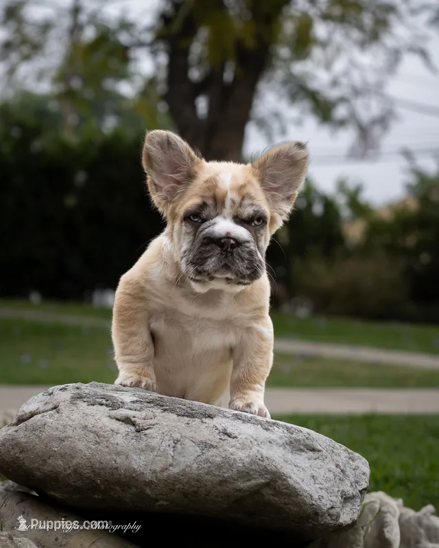 Maverick fluffy French bulldog  – French Bulldog puppy for sale in Pomona, CA