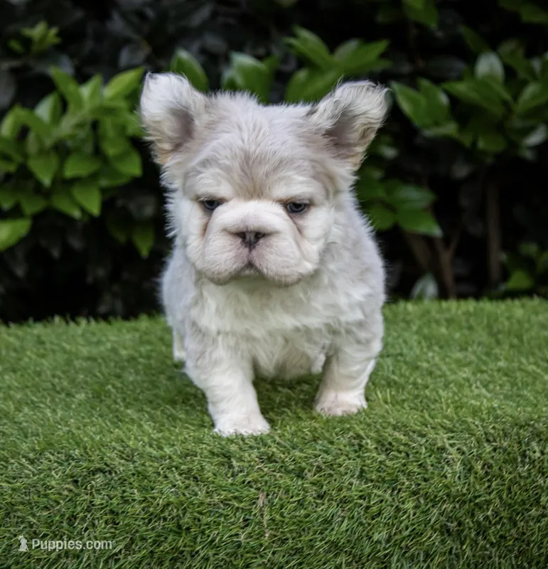 Max fluffy French bulldog  – French Bulldog puppy for sale in Pomona, CA