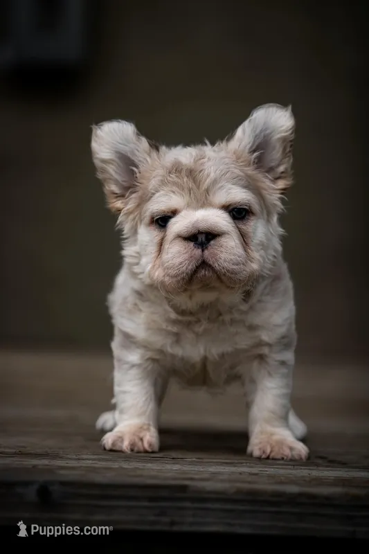Max fluffy French bulldog  – French Bulldog puppy for sale in Pomona, CA