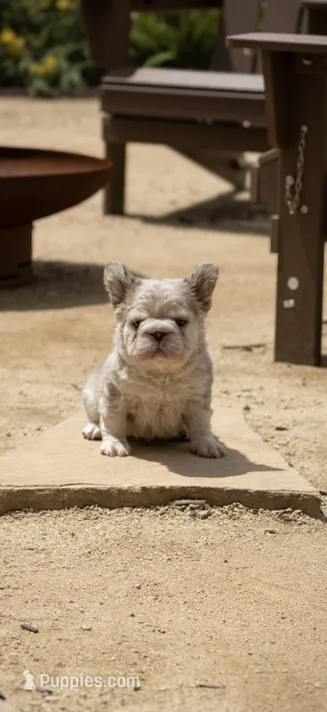 Max fluffy French bulldog  – French Bulldog puppy for sale in Pomona, CA