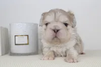 Max fluffy French bulldog , a male French Bulldog for sale in Pomona, CA – Photo 1 of 2