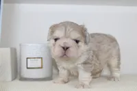 Max fluffy French bulldog , a male French Bulldog for sale in Pomona, CA – Photo 2 of 2