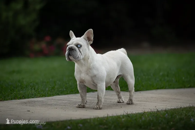 stormi – French Bulldog puppy for sale in Pomona, CA