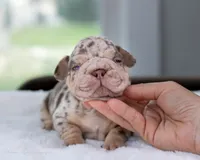 Copper Jack, a male French Bulldog for sale in Pomona, CA – 2 of 4