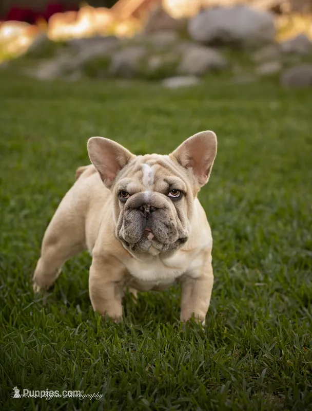 Mystique – French Bulldog puppy on hold in Pomona, CA
