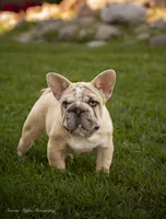 Mystique, a female French Bulldog for sale in Pomona, CA – 1 of 4