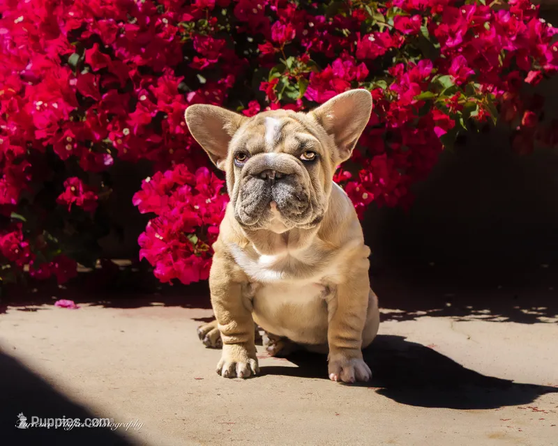 Mystique – French Bulldog puppy for sale in Pomona, CA