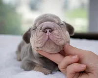 Billy Boots , a male French Bulldog for sale in Pomona, CA – 2 of 5