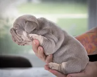 Billy Boots , a male French Bulldog for sale in Pomona, CA – 3 of 5