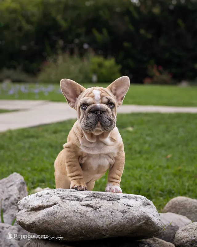 Mystique – French Bulldog puppy for sale in Pomona, CA