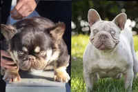 Copper Jack, a male French Bulldog for sale in Pomona, CA – 4 of 4