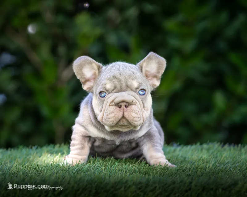 Billy Boots  – French Bulldog puppy for sale in Pomona, CA