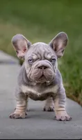 Billy Boots , a male French Bulldog for sale in Pomona, CA – 4 of 5