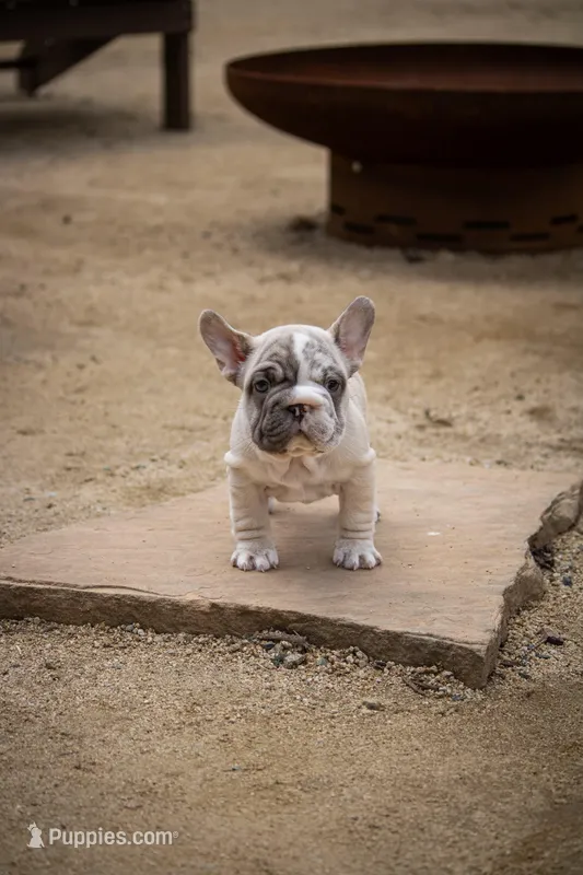 Monroe – French Bulldog puppy for sale in Pomona, CA
