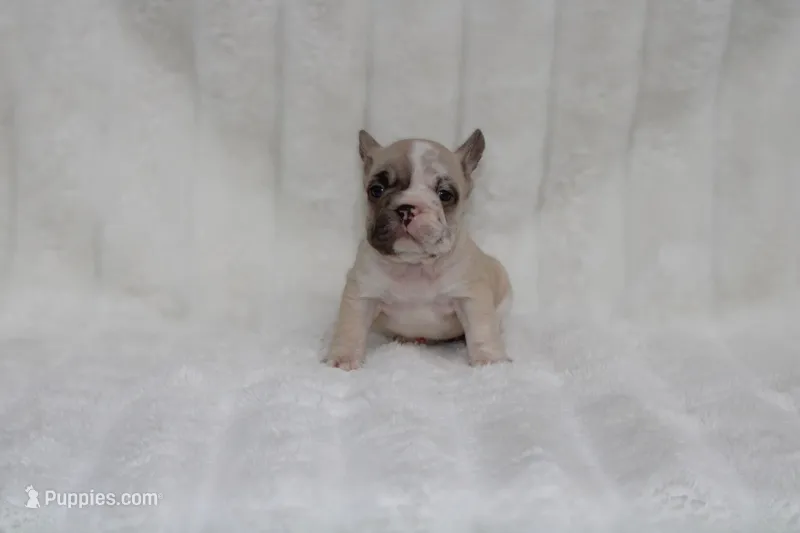 Monroe, a female French Bulldog for sale in Pomona, CA – Photo 1 of 2
