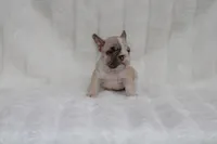 Monroe, a female French Bulldog for sale in Pomona, CA – Photo 2 of 2