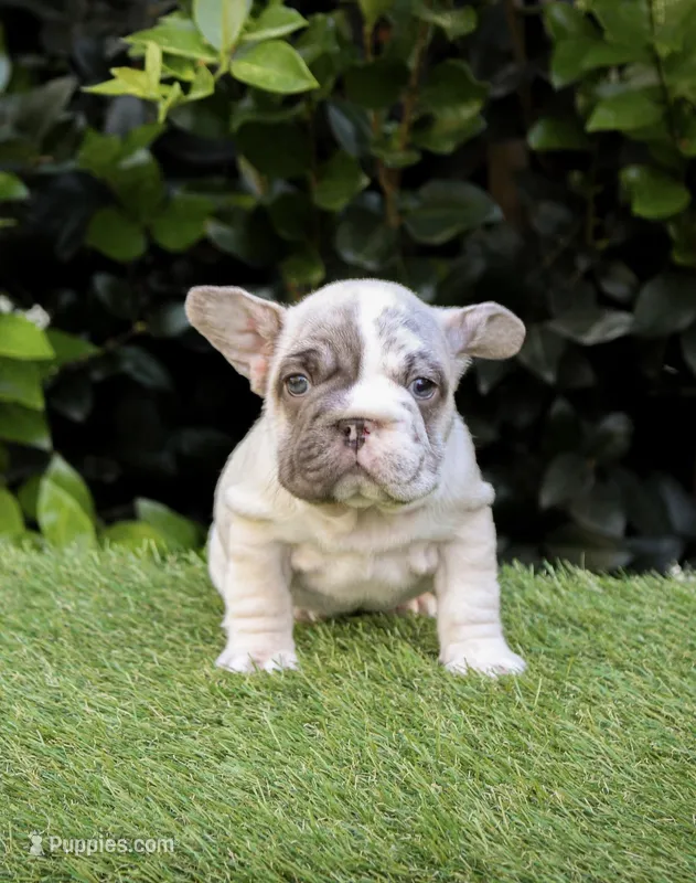 Monroe – French Bulldog puppy for sale in Pomona, CA