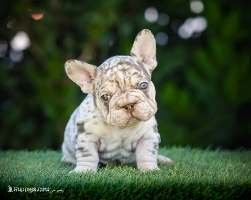 Dusty Rose  – French Bulldog puppy for sale in Pomona, CA