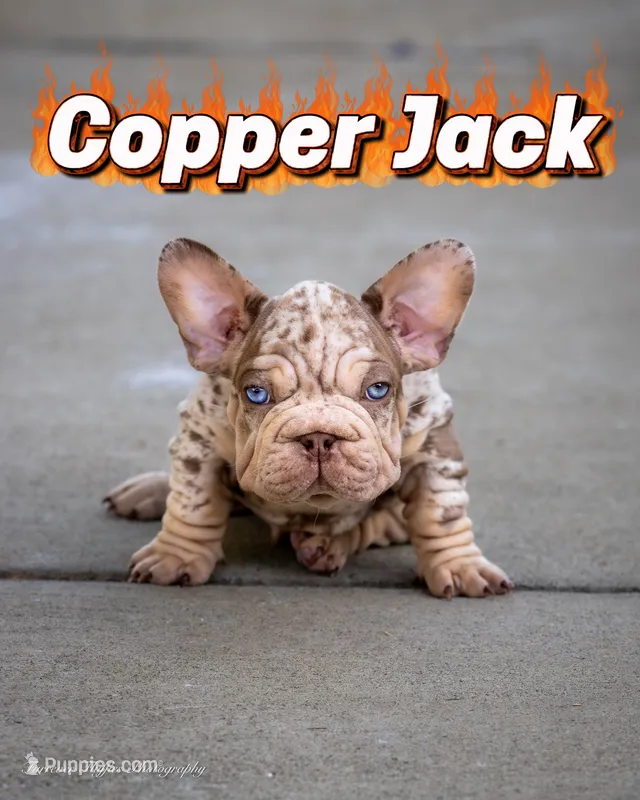 Copper Jack – French Bulldog puppy for sale in Pomona, CA