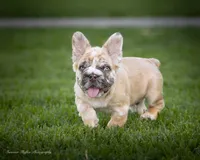 Maverick fluffy French bulldog , a male French Bulldog for sale in Pomona, CA – 2 of 4