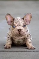 Copper Jack, a male French Bulldog for sale in Pomona, CA – 2 of 4