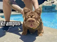 Mystique, a female French Bulldog for sale in Pomona, CA – 3 of 4