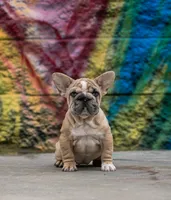 Mystique, a female French Bulldog for sale in Pomona, CA – 1 of 2