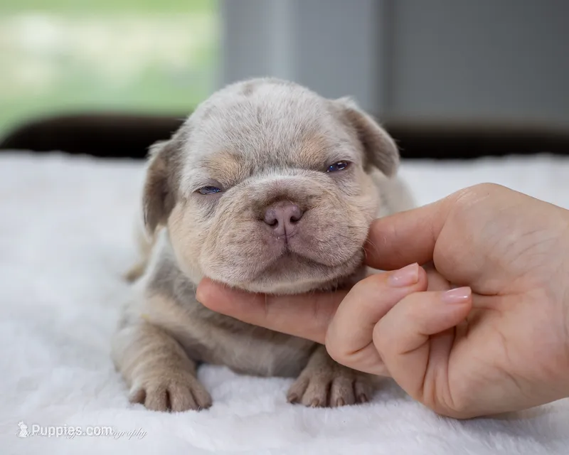 Whiskey Pete – French Bulldog puppy for sale in Pomona, CA