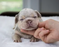 Whiskey Pete, a male French Bulldog for sale in Pomona, CA – 1 of 4