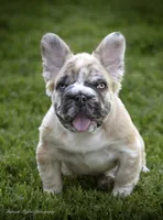 Maverick fluffy French bulldog , a male French Bulldog for sale in Pomona, CA – 1 of 4