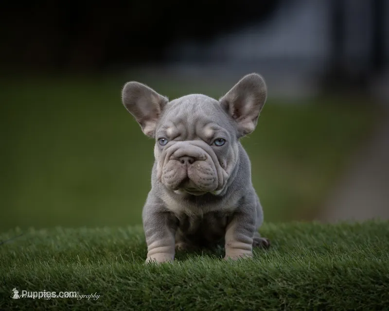 Billy Boots  – French Bulldog puppy for sale in Pomona, CA
