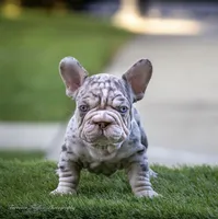 Dusty Rose , a female French Bulldog for sale in Pomona, CA – 2 of 3