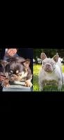 Copper Jack, a male French Bulldog for sale in Pomona, CA – 4 of 4