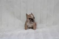 Mystique, a female French Bulldog for sale in Pomona, CA – Photo 2 of 2