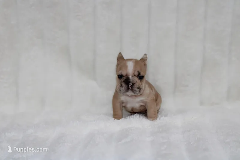 Mystique – French Bulldog puppy for sale in Pomona, CA