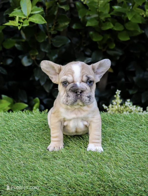 Mystique – French Bulldog puppy for sale in Pomona, CA