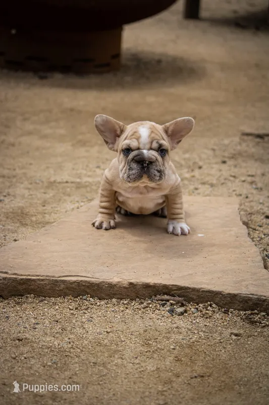 Mystique – French Bulldog puppy for sale in Pomona, CA