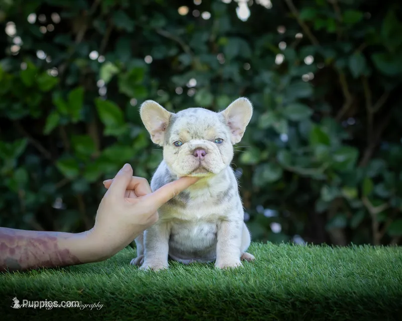 Whiskey Pete – French Bulldog puppy for sale in Pomona, CA