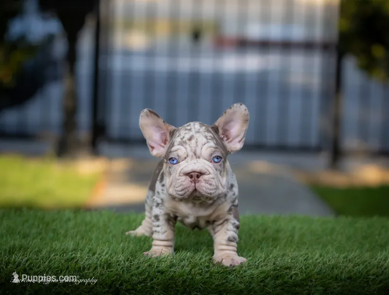 Copper Jack – French Bulldog puppy for sale in Pomona, CA