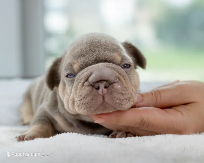 Billy Boots  – French Bulldog puppy for sale in Pomona, CA