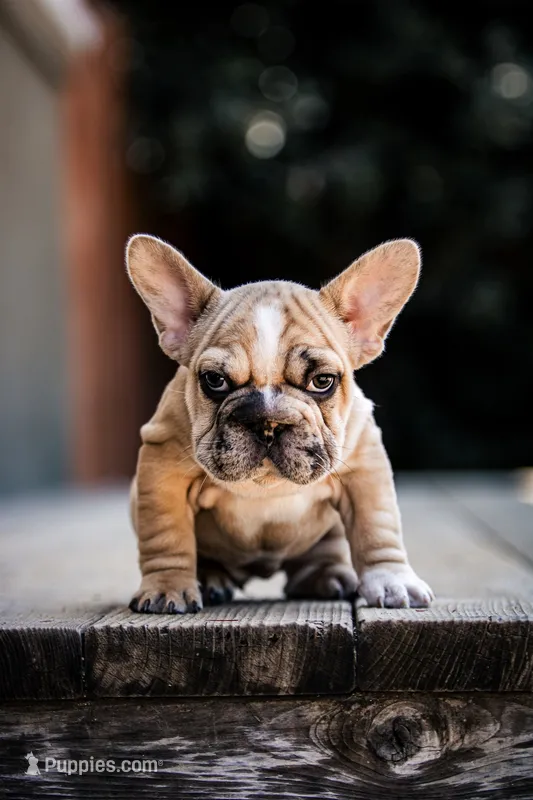 Mystique – French Bulldog puppy for sale in Pomona, CA
